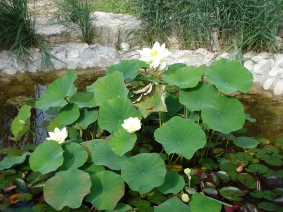 Sommertag im Fischerei-Park (24)