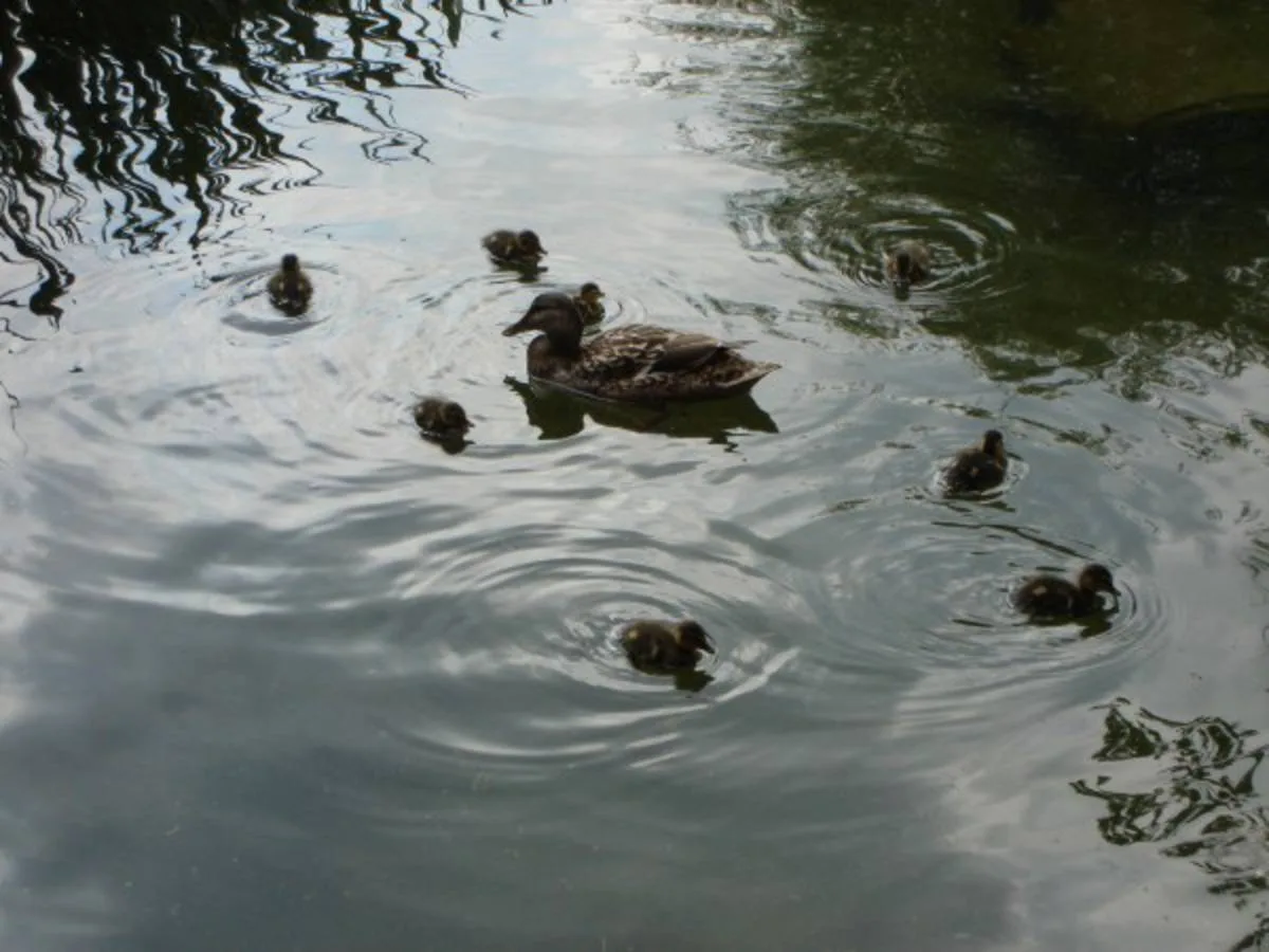 Tierische Freunde im Fischerei-Park (3)