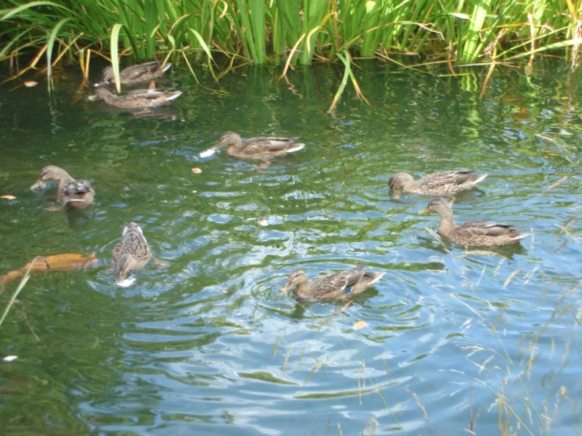 Tierische Freunde im Fischerei-Park (4)