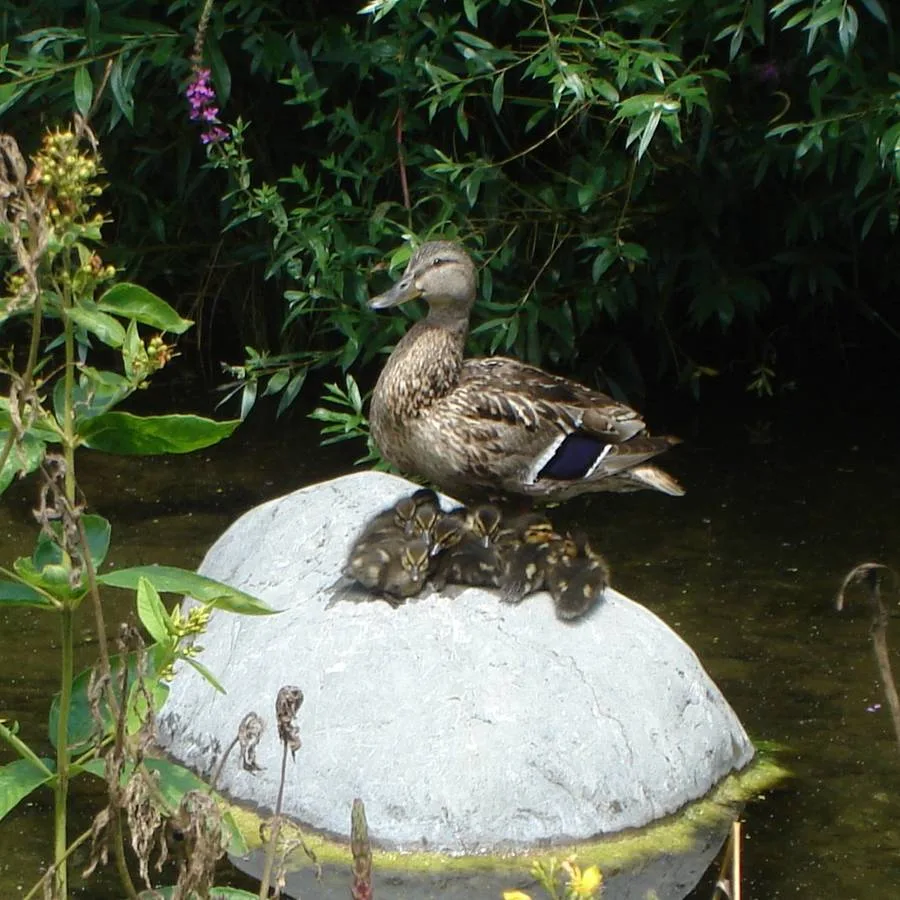 Tierische Freunde im Fischerei-Park (6)