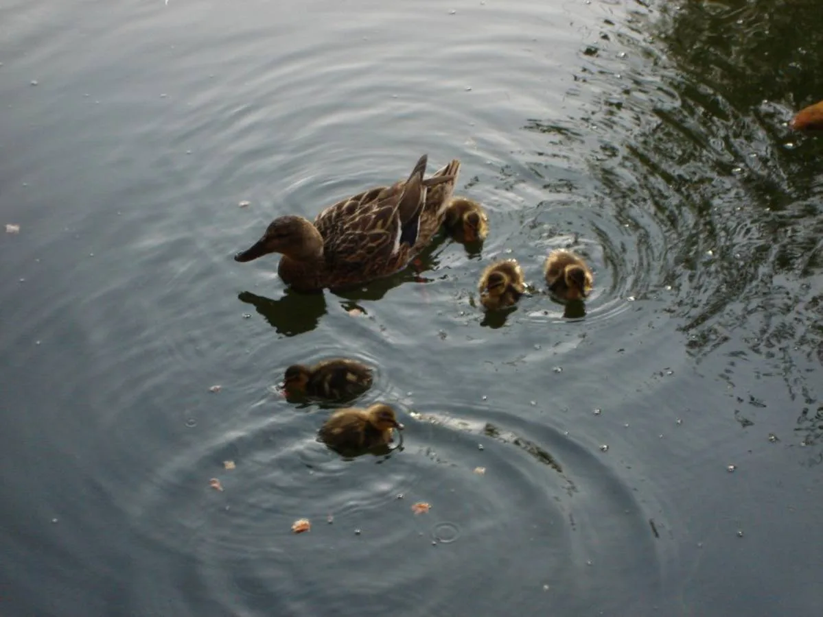Tierische Freunde im Fischerei-Park (7)