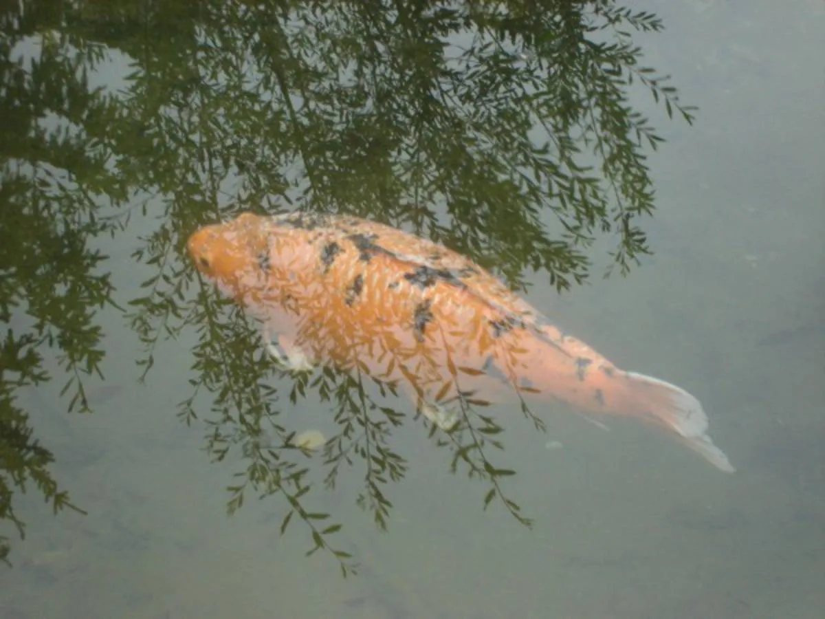 Tierische Freunde im Fischerei-Park (10)
