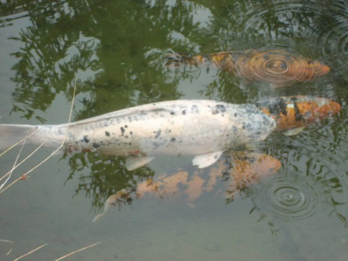 Tierische Freunde im Fischerei-Park (11)