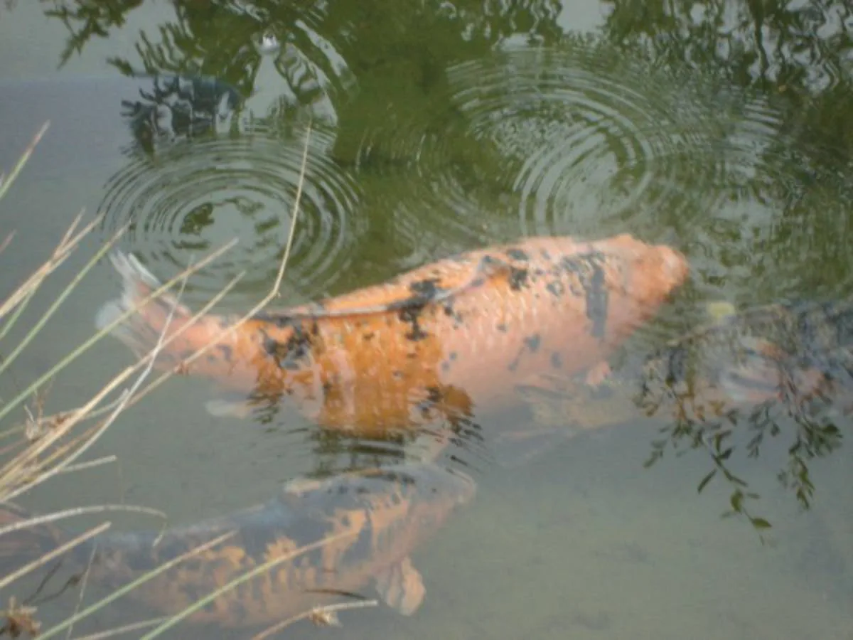 Tierische Freunde im Fischerei-Park (12)