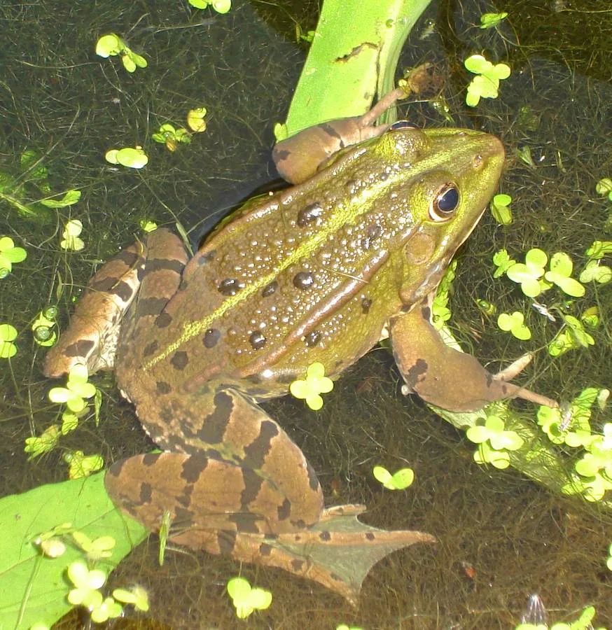 Tierische Freunde im Fischerei-Park (14)