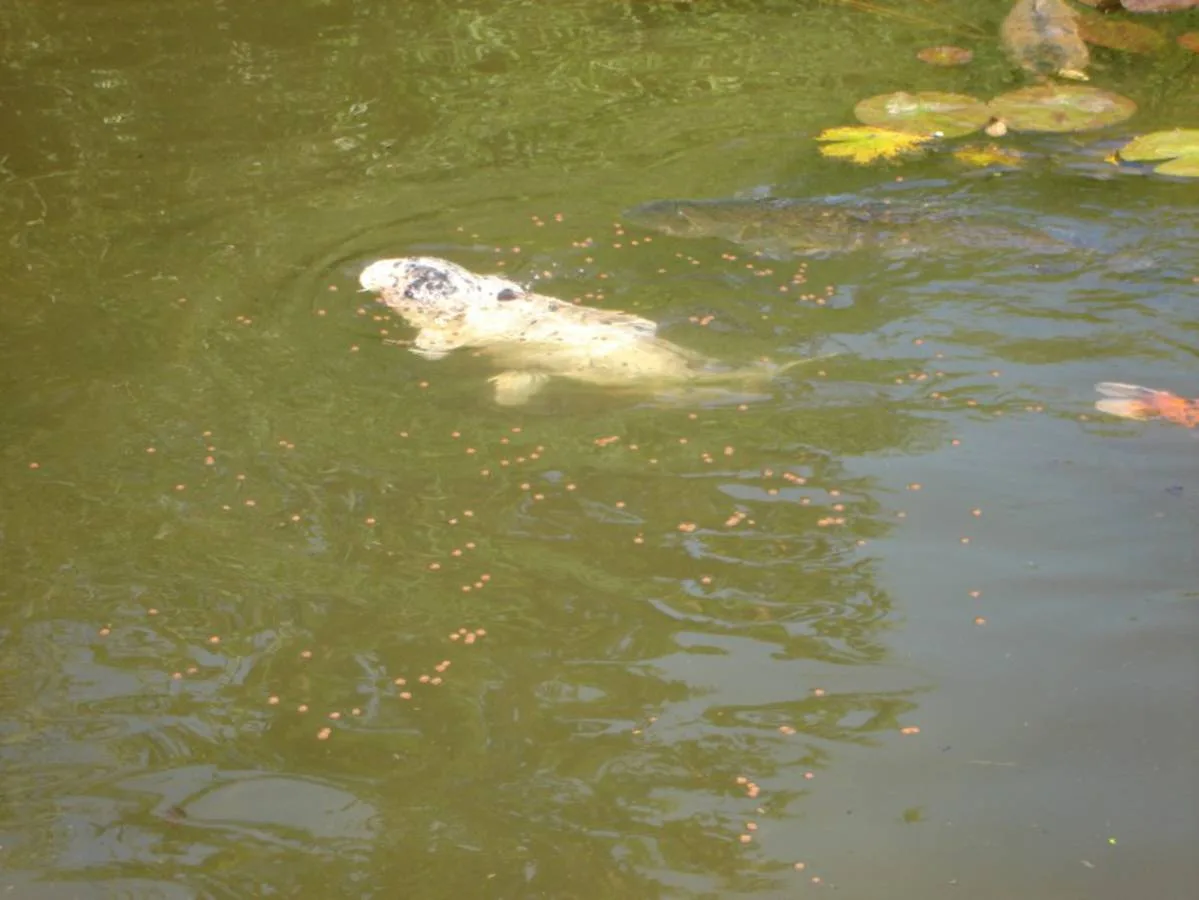 Tierische Freunde im Fischerei-Park (15)