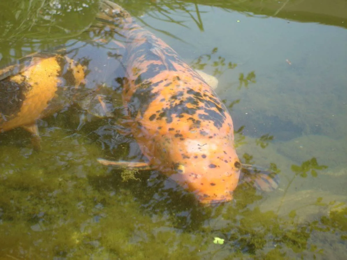 Tierische Freunde im Fischerei-Park (16)